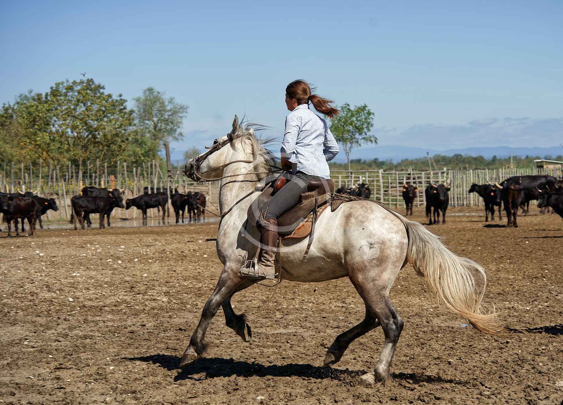 Horses Selection