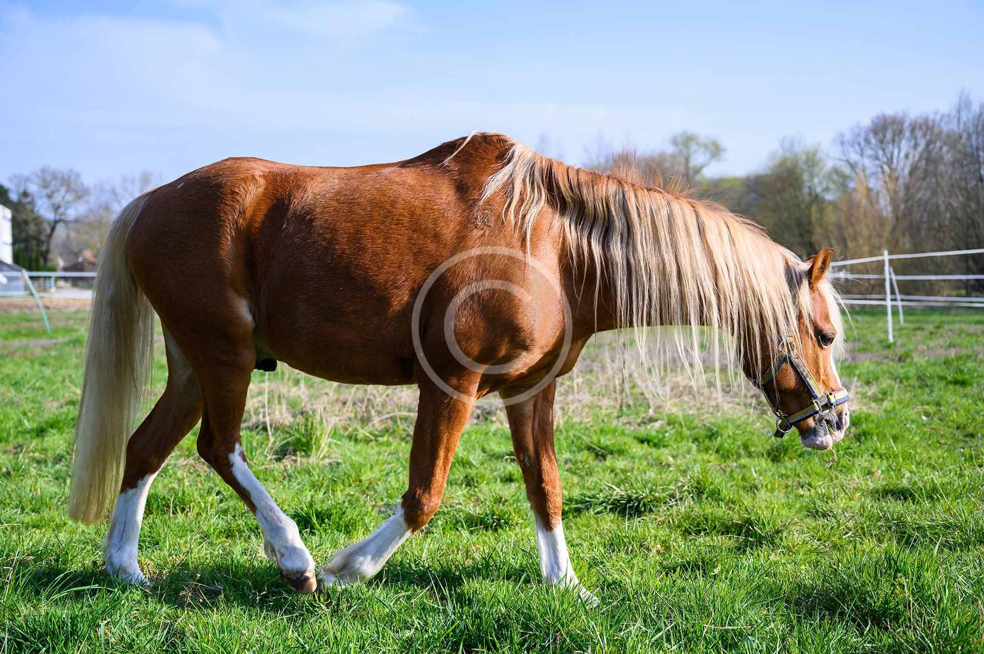 Haflinger