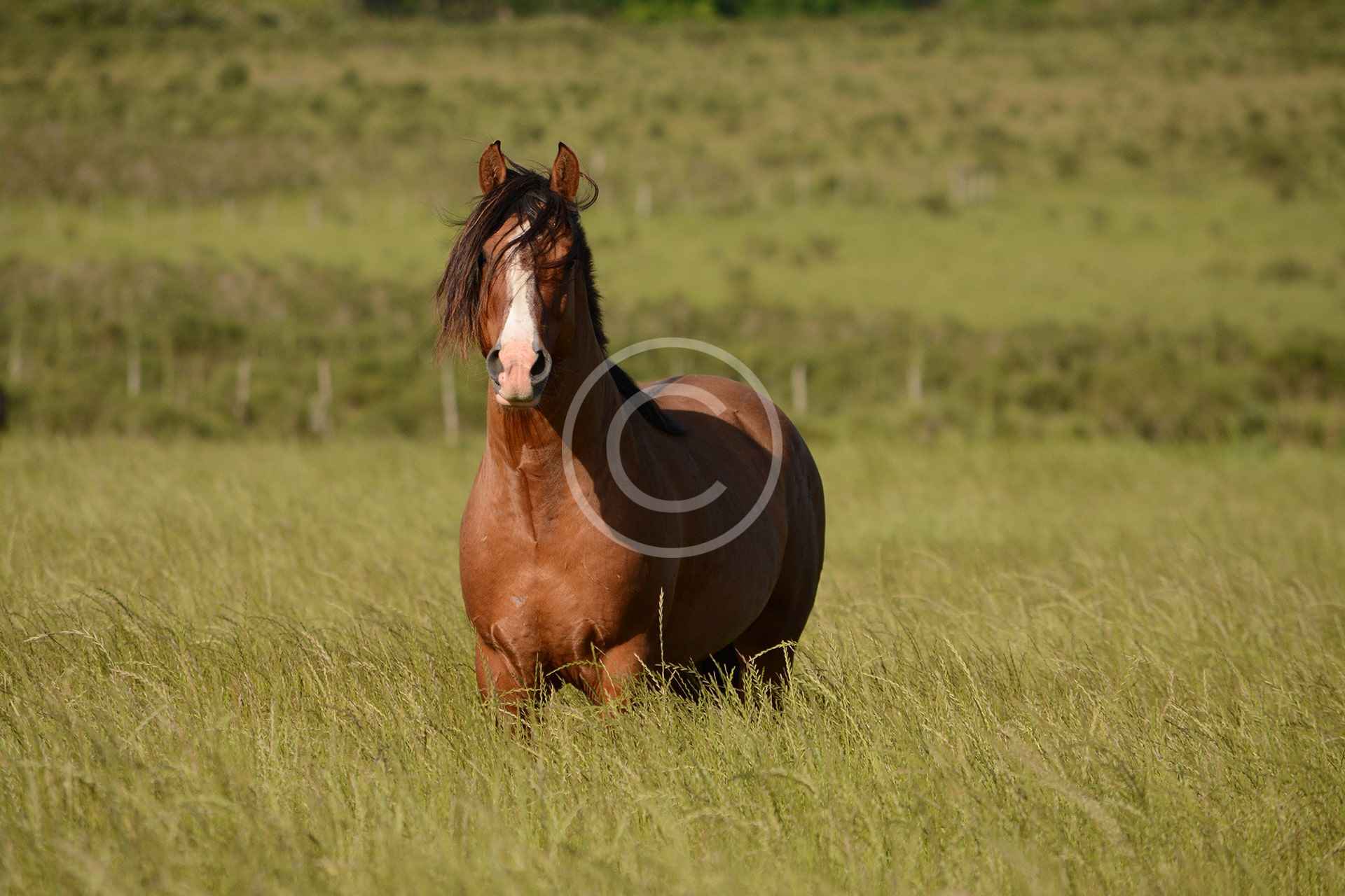 Dutch Warmblood